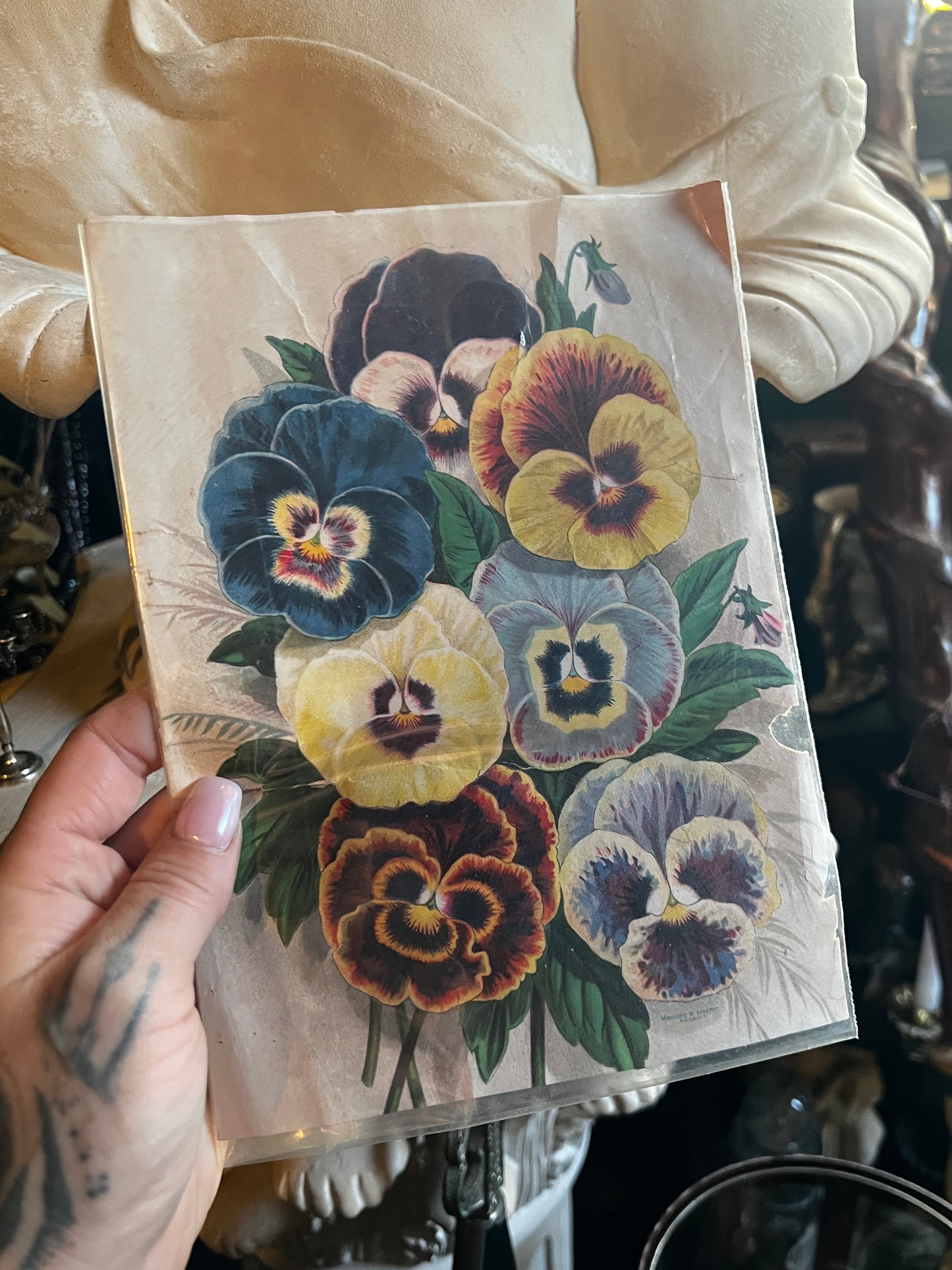 Antique Victorian Pansies Print