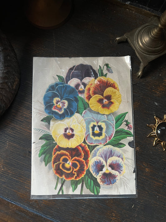 Antique Victorian Pansies Print