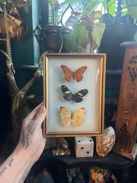 Taxidermy Butterflies